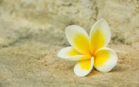 /album/thaifold-bangkok-es-kornyeke-egyenileg-magyar-idegenvezetessel/flower-jpg/